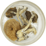 African Cubensis (Panaeolus africanus) | Shroom Dudes Canada