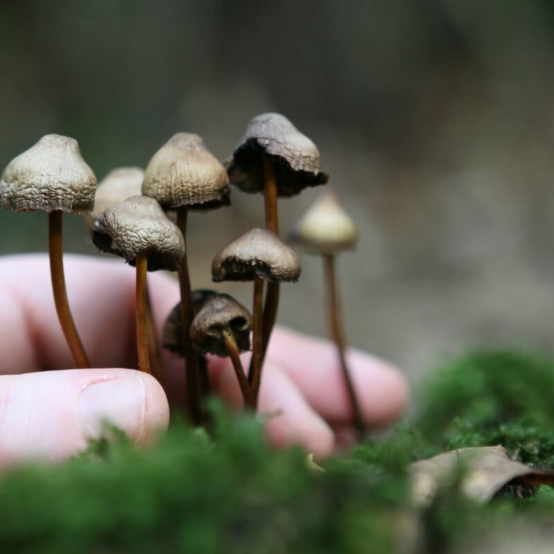 Guide to Magic Mushrooms | Shroom Dudes Canada