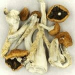 Creeper | Shroom Dudes Canada