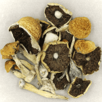 Penis Envy Cubensis | Shroom Dudes Canada