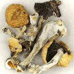 Thai Elephant | Shroom Dudes Canada