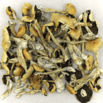 Puerto Rican | Shroom Dudes Canada