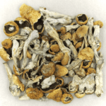Orissa | Shroom Dudes Canada