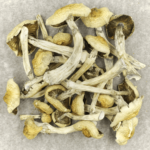 Blue Magnolia Rust | Shroom Dudes Canada