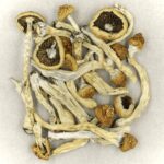 Texas Yellow Cap | Shroom Dudes Canada