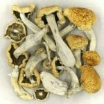 Vietnamese | Shroom Dudes Canada