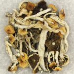 Cuban | Shroom Dudes Canada