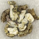 White Burma | Shroom Dudes Canada