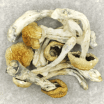 Chitwan Nepal | Shroom Dudes Canada