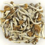 Florida White | Shroom Dudes Canada