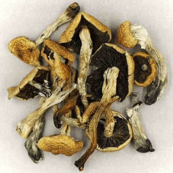 Malabar | Shroom Dudes Canada