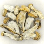 Melmac | Shroom Dudes Canada