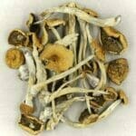 Mexicana | Shroom Dudes Canada