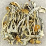 Amazonian Cubensis | Shroom Dudes Canada