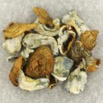King Kong | Shroom Dudes Canada