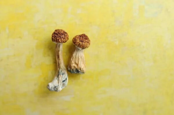 Lemon Tek at Zoomies Canada | Shroom Dudes Canada