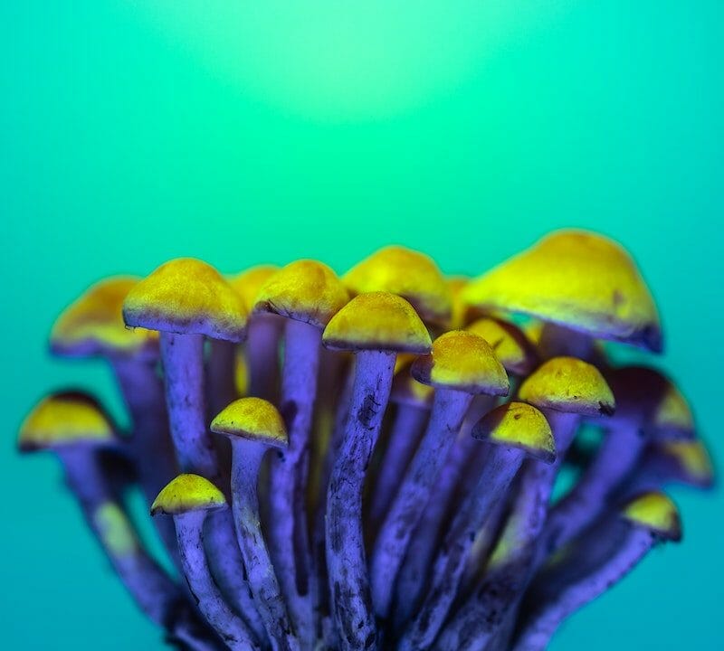 LSD Edibles | Shroom Dudes Canada