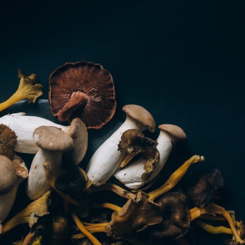 Dried Shrooms | Shroom Dudes Canada