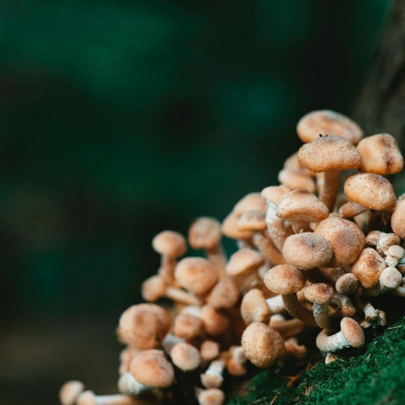 | Shroom Dudes Canada Mushroom Dispensary - Zoomies | Shroom Dudes Canada
