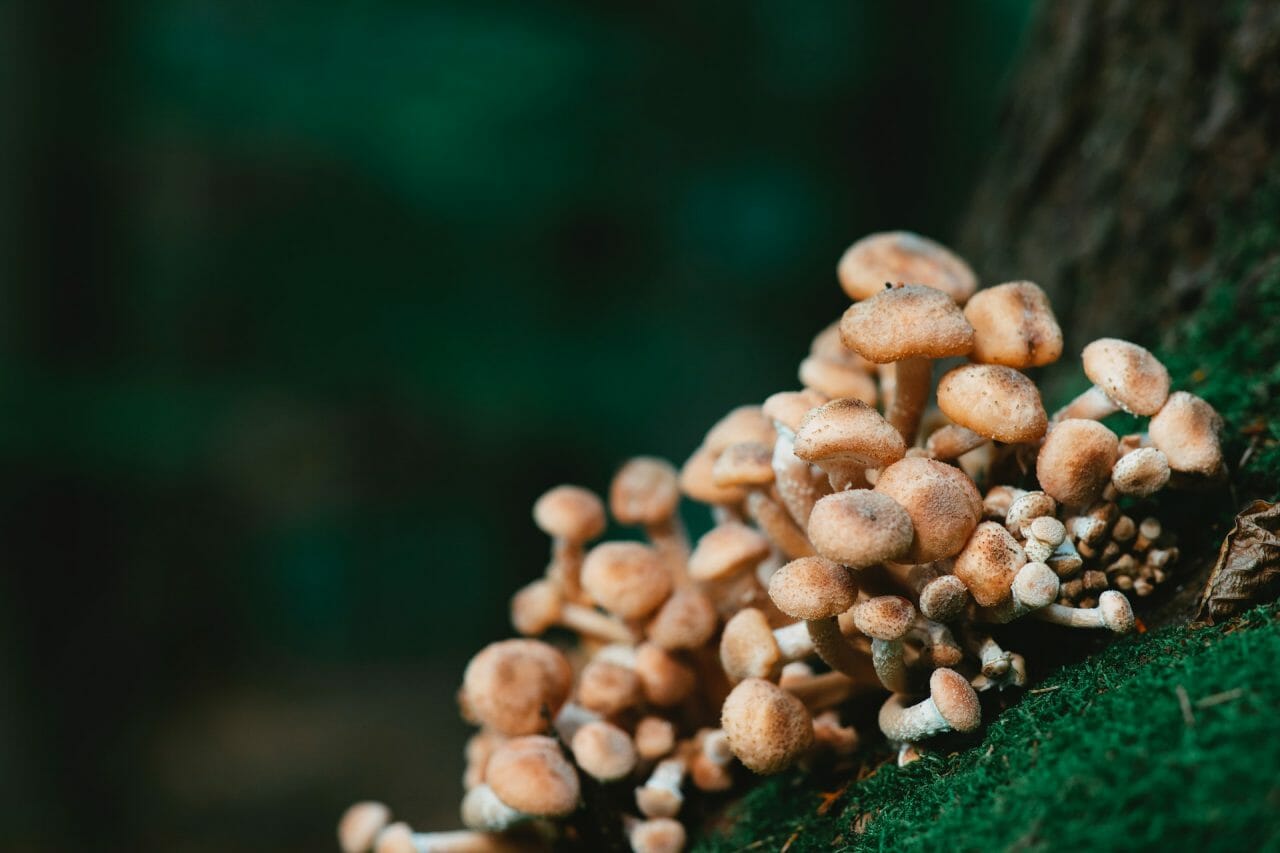 <div>
  <h1>How Mushroom Dispensary Can Help Treat Depression</h1>
  <p>Explore the role of the Mushroom Dispensary in providing an alternative solution for depression treatment.</p>
  <strong>
    <a href=