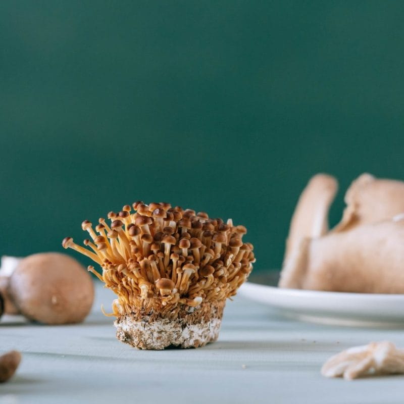 Buy Magic Mushroom | Shroom Dudes Canada