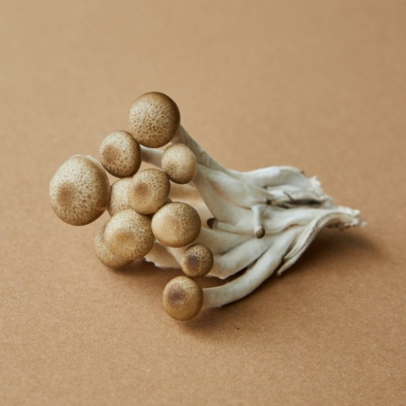 strongest mushroom strain | Shroom Dudes Canada