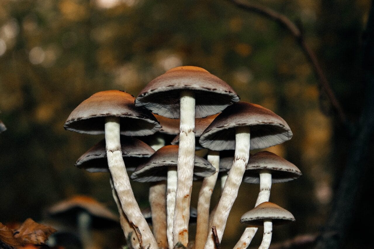 A Case Study Series: Utilizing Microdose Mushrooms for Alleviating Chronic Pain