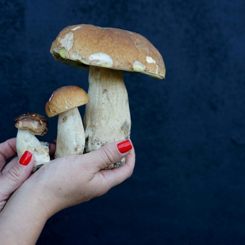 Shrooms Online | Shroom Dudes Canada