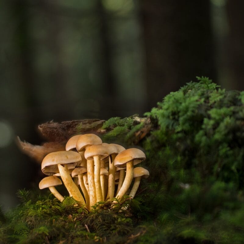 Buy Shrooms Online and Discover the Sweetest Shroom Options | Shroom Dudes Canada