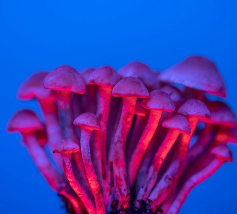 Shrooms Delivery in Canada | Shroom Dudes Canada