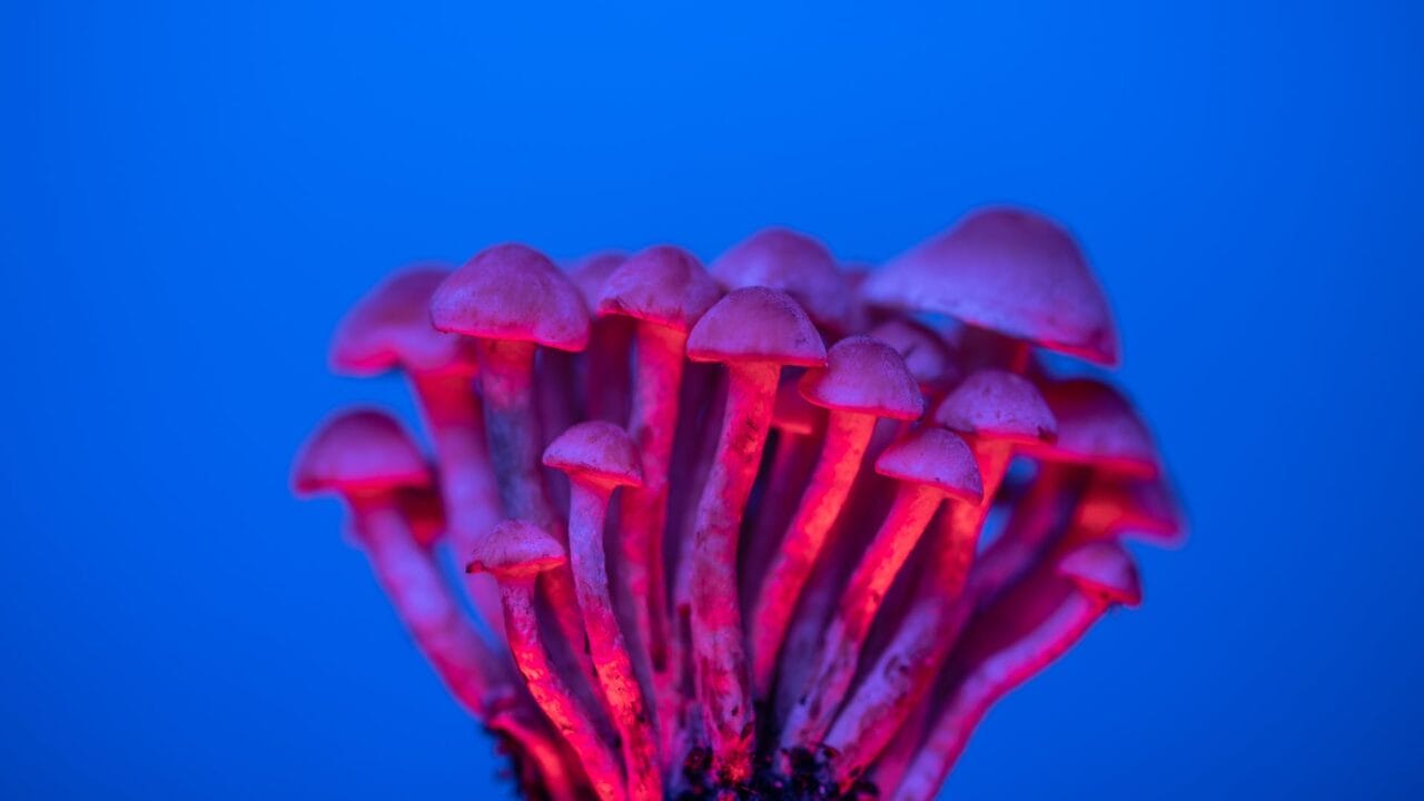 Delivery of Shrooms for Cognitive Improvement: Investigating the Advantages of Nootropics