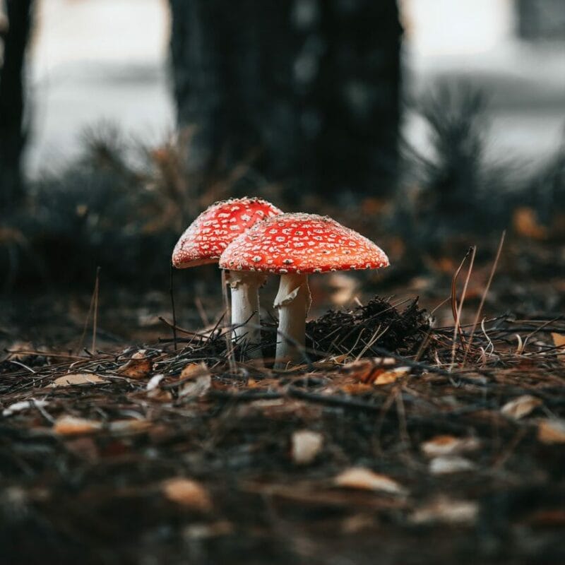 Shroom online delivery at Zoomies Canada | Shroom Dudes Canada