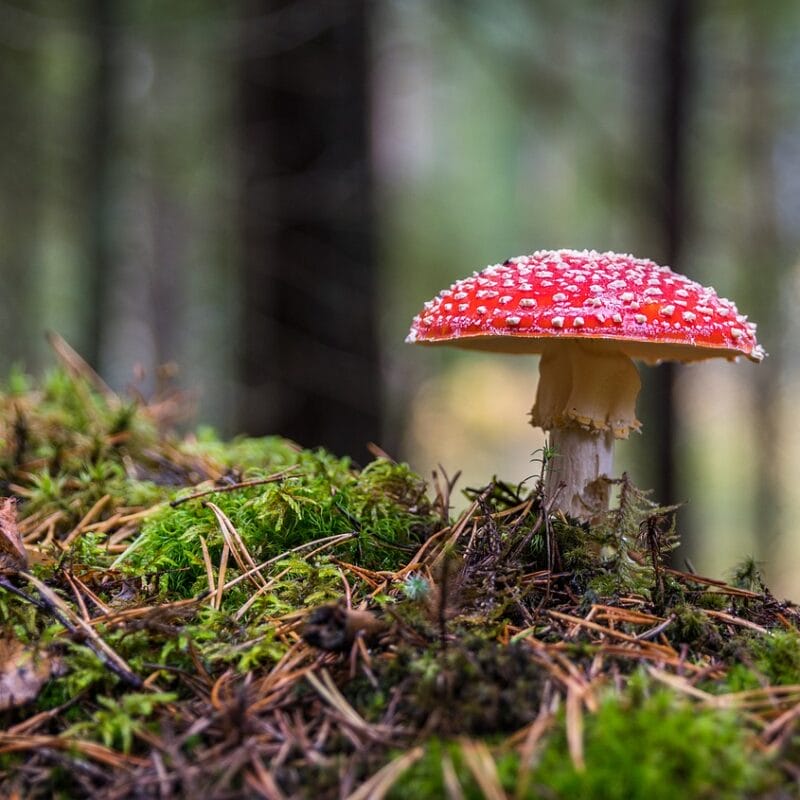 Shrooms Online in Canada | Shroom Dudes Canada