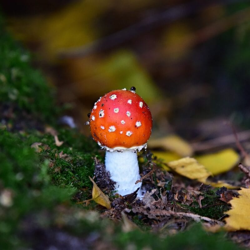 buy LSD online in Canada | Shroom Dudes Canada