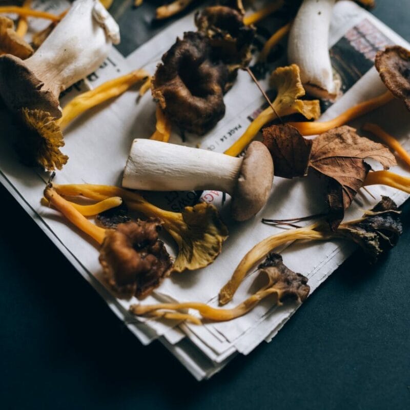 Mushroom chocolate at Zoomies Canada | Shroom Dudes Canada