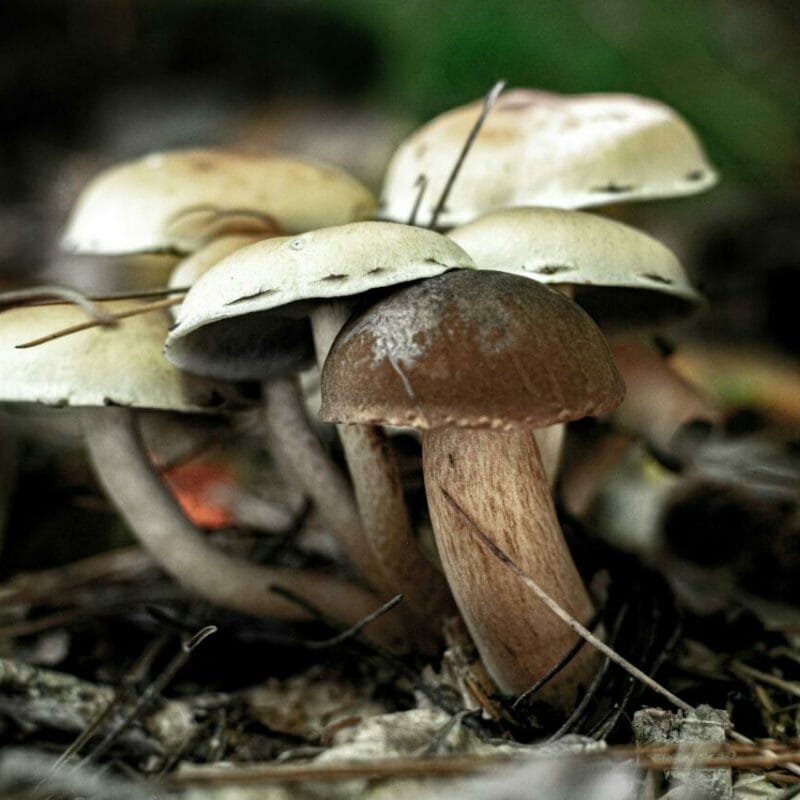 psilocybin mushroom | Shroom Dudes Canada