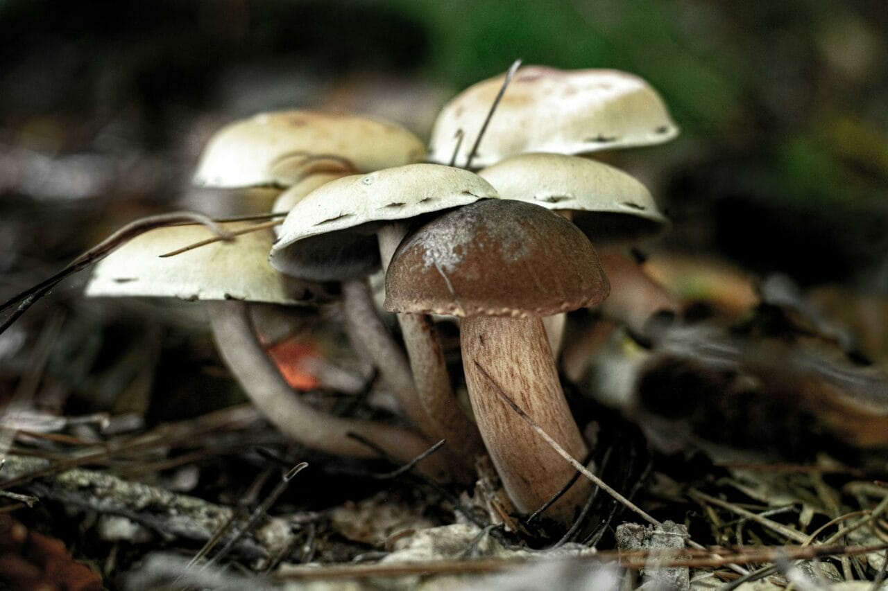 Brazilian versus Costa Rican Magic Mushrooms: Which One is Superior?