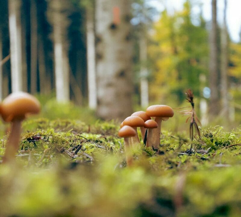 Magic Mushroom Dispensary | Shroom Dudes Canada