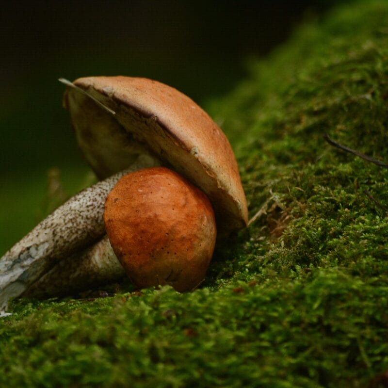 Mushroom Dispensary Vancouver | Shroom Dudes Canada
