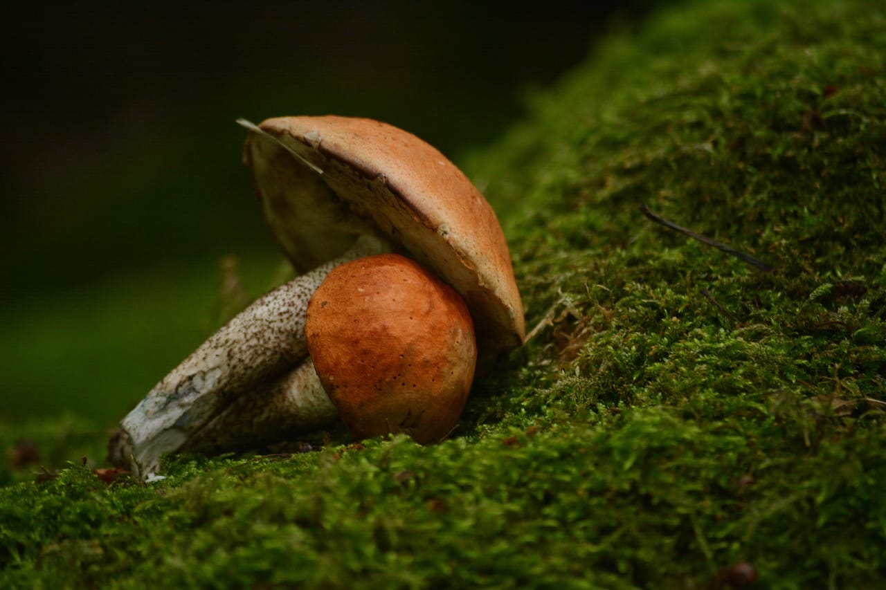 Vancouver Mushroom Dispensary: Five Fresh Mushroom Strains You Must Experiment With