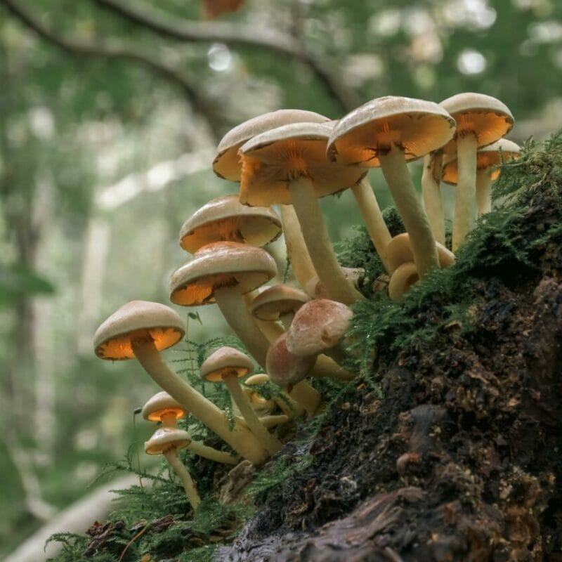 Shrooms online | Shroom Dudes Canada