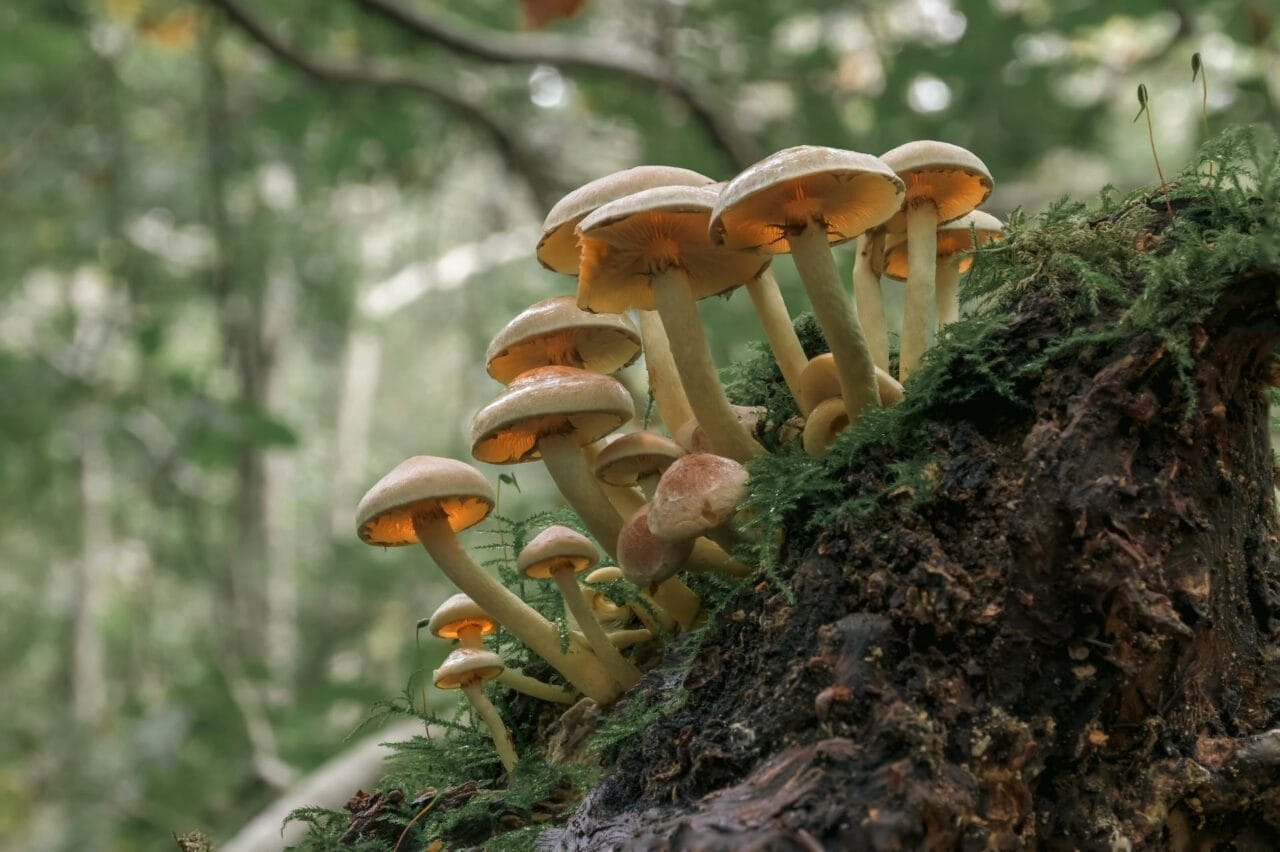 The Consumption of Psilocybin from Magic Mushrooms Enhances Sexual Performance and Satisfaction