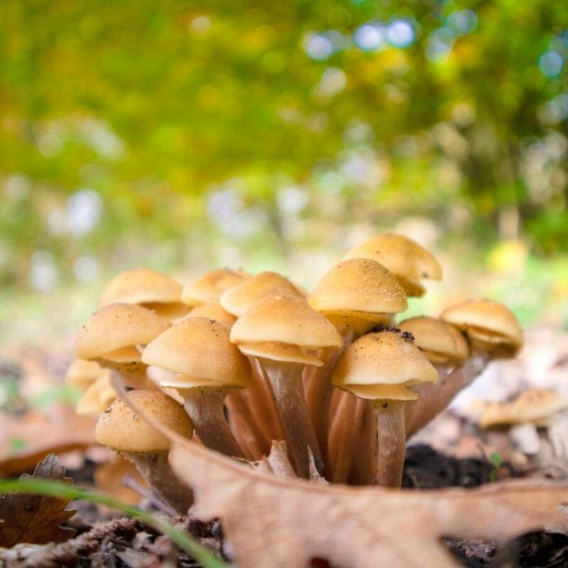 Shrooms Canada | Shroom Dudes Canada