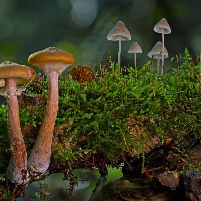 magic mushroom in Canada | Shroom Dudes Canada