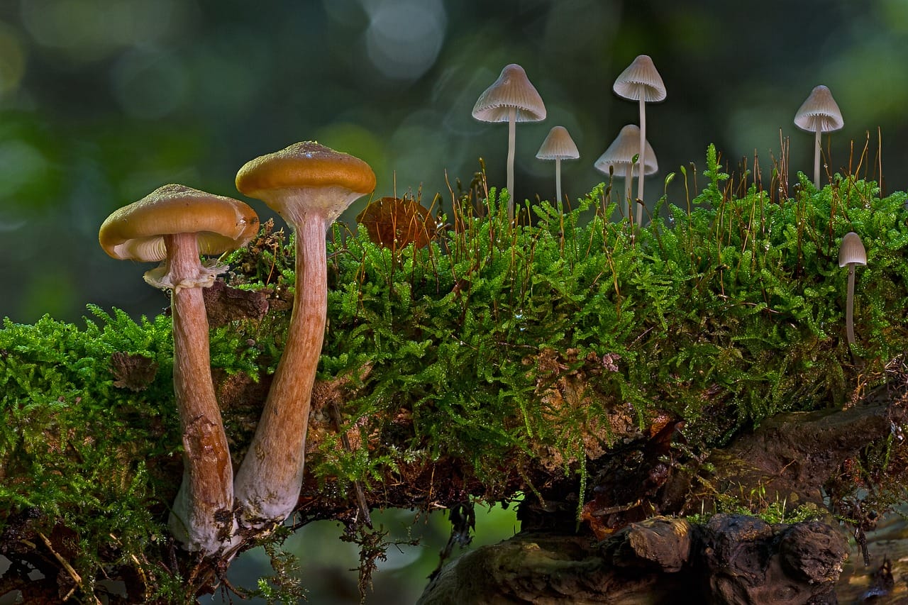 The Majority of Canadians, 80%, Back the Use of Psychedelic Mushrooms for Existential Anxiety