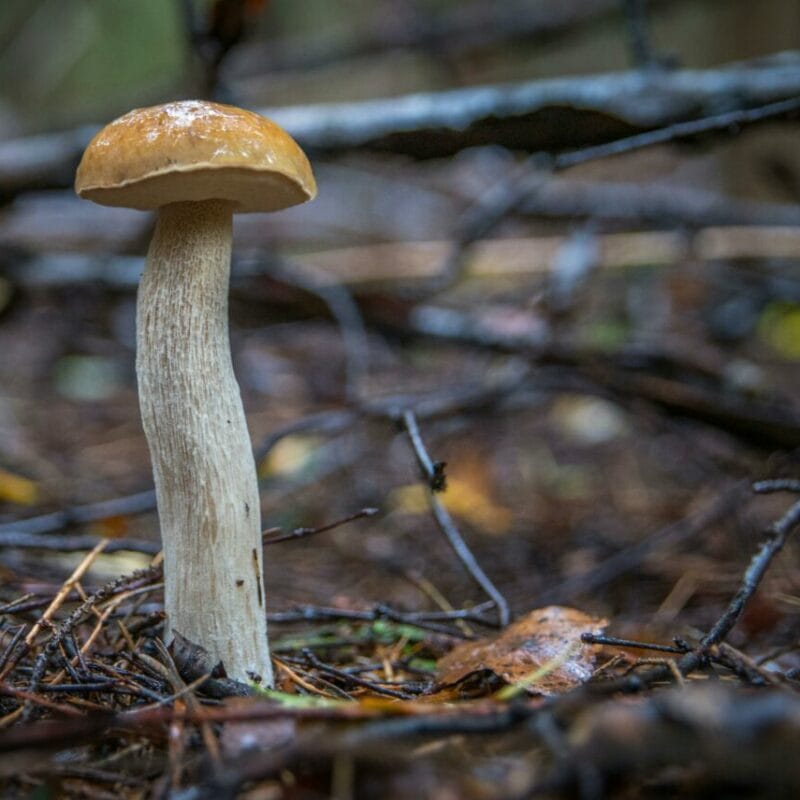 Shrooms online | Shroom Dudes Canada