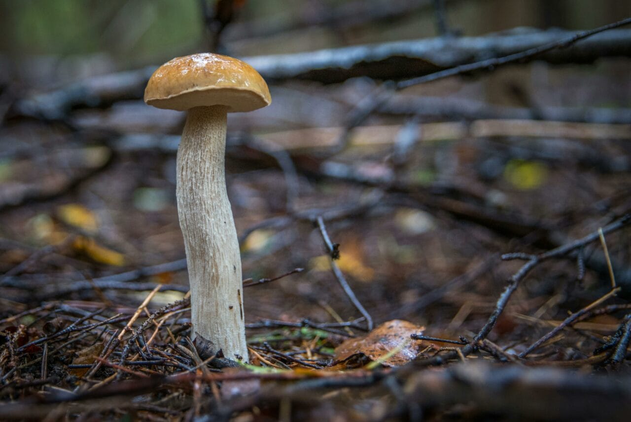 Latest Research on Psychedelic Mushrooms Indicates Prolonged Brain Alteration Could Benefit Mental Health