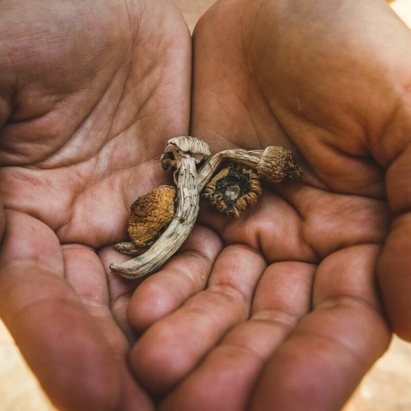 dried shrooms | Shroom Dudes Canada