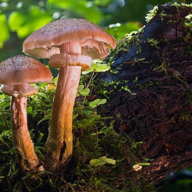 magic mushroom delivery | Shroom Dudes Canada