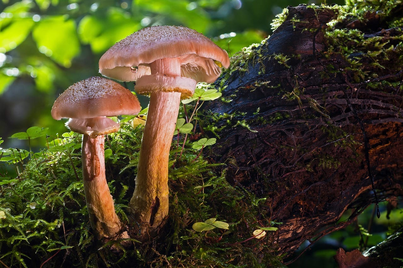 Magic Mushrooms’ Psychedelic Properties – Have They Contributed to the Evolution of Our Species?